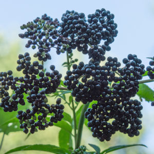 Owoce czarnego bzu – 50 g